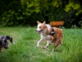 Welpentreff_Junghundetreff_Welpen_Junghunde_Langhaarcollie_Border_Collie_Australian_Shepherd_Mini_Mischling_Gelbbacke_Schaeferhund_Marburg_Gaia_Maggy (9)