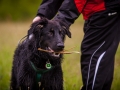 Welpentreff_Junghundetreff_Welpen_Junghunde_Langhaarcollie_Border_Collie_Australian_Shepherd_Mini_Mischling_Gelbbacke_Schaeferhund_Marburg_Gaia_Maggy (91)