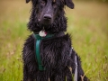Welpentreff_Junghundetreff_Welpen_Junghunde_Langhaarcollie_Border_Collie_Australian_Shepherd_Mini_Mischling_Gelbbacke_Schaeferhund_Marburg_Gaia_Maggy (92)