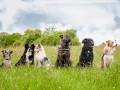Welpentreff_Junghundetreff_Welpen_Junghunde_Langhaarcollie_Border_Collie_Australian_Shepherd_Mini_Mischling_Gelbbacke_Schaeferhund_Marburg_Gaia_Maggy (93)
