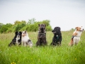 Welpentreff_Junghundetreff_Welpen_Junghunde_Langhaarcollie_Border_Collie_Australian_Shepherd_Mini_Mischling_Gelbbacke_Schaeferhund_Marburg_Gaia_Maggy (94)