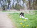 Hundefreunde_Marburg_Welpen_Baby_Junghunde_Treffen_Jung_Hunde_Langhaarcollie_Australian_Shepherd_Mini_American_Puppy_Baby_HemlepFotografie_Fotografin_Hemlep (1)