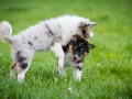 Hundefreunde_Marburg_Welpen_Baby_Junghunde_Treffen_Jung_Hunde_Langhaarcollie_Australian_Shepherd_Mini_American_Puppy_Baby_HemlepFotografie_Fotografin_Hemlep (10)