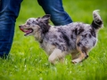 Hundefreunde_Marburg_Welpen_Baby_Junghunde_Treffen_Jung_Hunde_Langhaarcollie_Australian_Shepherd_Mini_American_Puppy_Baby_HemlepFotografie_Fotografin_Hemlep (108)