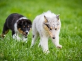 Hundefreunde_Marburg_Welpen_Baby_Junghunde_Treffen_Jung_Hunde_Langhaarcollie_Australian_Shepherd_Mini_American_Puppy_Baby_HemlepFotografie_Fotografin_Hemlep (11)