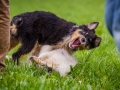 Hundefreunde_Marburg_Welpen_Baby_Junghunde_Treffen_Jung_Hunde_Langhaarcollie_Australian_Shepherd_Mini_American_Puppy_Baby_HemlepFotografie_Fotografin_Hemlep (117)