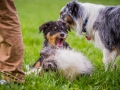 Hundefreunde_Marburg_Welpen_Baby_Junghunde_Treffen_Jung_Hunde_Langhaarcollie_Australian_Shepherd_Mini_American_Puppy_Baby_HemlepFotografie_Fotografin_Hemlep (118)