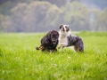 Hundefreunde_Marburg_Welpen_Baby_Junghunde_Treffen_Jung_Hunde_Langhaarcollie_Australian_Shepherd_Mini_American_Puppy_Baby_HemlepFotografie_Fotografin_Hemlep (119)