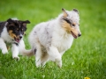 Hundefreunde_Marburg_Welpen_Baby_Junghunde_Treffen_Jung_Hunde_Langhaarcollie_Australian_Shepherd_Mini_American_Puppy_Baby_HemlepFotografie_Fotografin_Hemlep (13)