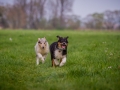 Hundefreunde_Marburg_Welpen_Baby_Junghunde_Treffen_Jung_Hunde_Langhaarcollie_Australian_Shepherd_Mini_American_Puppy_Baby_HemlepFotografie_Fotografin_Hemlep (151)