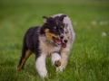 Hundefreunde_Marburg_Welpen_Baby_Junghunde_Treffen_Jung_Hunde_Langhaarcollie_Australian_Shepherd_Mini_American_Puppy_Baby_HemlepFotografie_Fotografin_Hemlep (152)