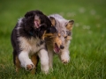 Hundefreunde_Marburg_Welpen_Baby_Junghunde_Treffen_Jung_Hunde_Langhaarcollie_Australian_Shepherd_Mini_American_Puppy_Baby_HemlepFotografie_Fotografin_Hemlep (153)