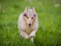 Hundefreunde_Marburg_Welpen_Baby_Junghunde_Treffen_Jung_Hunde_Langhaarcollie_Australian_Shepherd_Mini_American_Puppy_Baby_HemlepFotografie_Fotografin_Hemlep (154)