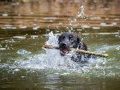 Hundefreunde_Marburg_Welpen_Baby_Junghunde_Treffen_Jung_Hunde_Langhaarcollie_Australian_Shepherd_Mini_American_Puppy_Baby_HemlepFotografie_Fotografin_Hemlep (157)