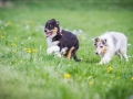 Hundefreunde_Marburg_Welpen_Baby_Junghunde_Treffen_Jung_Hunde_Langhaarcollie_Australian_Shepherd_Mini_American_Puppy_Baby_HemlepFotografie_Fotografin_Hemlep (16)