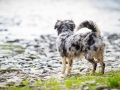 Hundefreunde_Marburg_Welpen_Baby_Junghunde_Treffen_Jung_Hunde_Langhaarcollie_Australian_Shepherd_Mini_American_Puppy_Baby_HemlepFotografie_Fotografin_Hemlep (161)