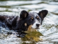 Hundefreunde_Marburg_Welpen_Baby_Junghunde_Treffen_Jung_Hunde_Langhaarcollie_Australian_Shepherd_Mini_American_Puppy_Baby_HemlepFotografie_Fotografin_Hemlep (162)