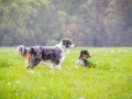 Hundefreunde_Marburg_Welpen_Baby_Junghunde_Treffen_Jung_Hunde_Langhaarcollie_Australian_Shepherd_Mini_American_Puppy_Baby_HemlepFotografie_Fotografin_Hemlep (165)