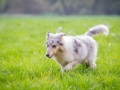 Hundefreunde_Marburg_Welpen_Baby_Junghunde_Treffen_Jung_Hunde_Langhaarcollie_Australian_Shepherd_Mini_American_Puppy_Baby_HemlepFotografie_Fotografin_Hemlep (167)