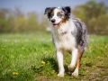 Hundefreunde_Marburg_Welpen_Baby_Junghunde_Treffen_Jung_Hunde_Langhaarcollie_Australian_Shepherd_Mini_American_Puppy_Baby_HemlepFotografie_Fotografin_Hemlep (172)