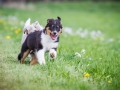 Hundefreunde_Marburg_Welpen_Baby_Junghunde_Treffen_Jung_Hunde_Langhaarcollie_Australian_Shepherd_Mini_American_Puppy_Baby_HemlepFotografie_Fotografin_Hemlep (18)