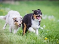 Hundefreunde_Marburg_Welpen_Baby_Junghunde_Treffen_Jung_Hunde_Langhaarcollie_Australian_Shepherd_Mini_American_Puppy_Baby_HemlepFotografie_Fotografin_Hemlep (19)