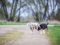 Hundefreunde_Marburg_Welpen_Baby_Junghunde_Treffen_Jung_Hunde_Langhaarcollie_Australian_Shepherd_Mini_American_Puppy_Baby_HemlepFotografie_Fotografin_Hemlep (2)