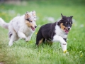Hundefreunde_Marburg_Welpen_Baby_Junghunde_Treffen_Jung_Hunde_Langhaarcollie_Australian_Shepherd_Mini_American_Puppy_Baby_HemlepFotografie_Fotografin_Hemlep (20)