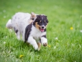 Hundefreunde_Marburg_Welpen_Baby_Junghunde_Treffen_Jung_Hunde_Langhaarcollie_Australian_Shepherd_Mini_American_Puppy_Baby_HemlepFotografie_Fotografin_Hemlep (22)