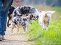Hundefreunde_Marburg_Welpen_Baby_Junghunde_Treffen_Jung_Hunde_Langhaarcollie_Australian_Shepherd_Mini_American_Puppy_Baby_HemlepFotografie_Fotografin_Hemlep (23)