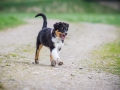 Hundefreunde_Marburg_Welpen_Baby_Junghunde_Treffen_Jung_Hunde_Langhaarcollie_Australian_Shepherd_Mini_American_Puppy_Baby_HemlepFotografie_Fotografin_Hemlep (24)