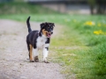 Hundefreunde_Marburg_Welpen_Baby_Junghunde_Treffen_Jung_Hunde_Langhaarcollie_Australian_Shepherd_Mini_American_Puppy_Baby_HemlepFotografie_Fotografin_Hemlep (26)