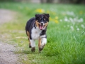 Hundefreunde_Marburg_Welpen_Baby_Junghunde_Treffen_Jung_Hunde_Langhaarcollie_Australian_Shepherd_Mini_American_Puppy_Baby_HemlepFotografie_Fotografin_Hemlep (27)