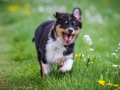 Hundefreunde_Marburg_Welpen_Baby_Junghunde_Treffen_Jung_Hunde_Langhaarcollie_Australian_Shepherd_Mini_American_Puppy_Baby_HemlepFotografie_Fotografin_Hemlep (29)