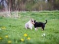 Hundefreunde_Marburg_Welpen_Baby_Junghunde_Treffen_Jung_Hunde_Langhaarcollie_Australian_Shepherd_Mini_American_Puppy_Baby_HemlepFotografie_Fotografin_Hemlep (3)