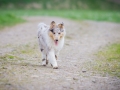 Hundefreunde_Marburg_Welpen_Baby_Junghunde_Treffen_Jung_Hunde_Langhaarcollie_Australian_Shepherd_Mini_American_Puppy_Baby_HemlepFotografie_Fotografin_Hemlep (32)