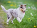 Hundefreunde_Marburg_Welpen_Baby_Junghunde_Treffen_Jung_Hunde_Langhaarcollie_Australian_Shepherd_Mini_American_Puppy_Baby_HemlepFotografie_Fotografin_Hemlep (38)