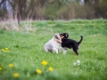 Hundefreunde_Marburg_Welpen_Baby_Junghunde_Treffen_Jung_Hunde_Langhaarcollie_Australian_Shepherd_Mini_American_Puppy_Baby_HemlepFotografie_Fotografin_Hemlep (4)