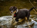 Hundefreunde_Marburg_Welpen_Baby_Junghunde_Treffen_Jung_Hunde_Langhaarcollie_Australian_Shepherd_Mini_American_Puppy_Baby_HemlepFotografie_Fotografin_Hemlep (45)