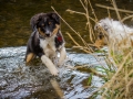 Hundefreunde_Marburg_Welpen_Baby_Junghunde_Treffen_Jung_Hunde_Langhaarcollie_Australian_Shepherd_Mini_American_Puppy_Baby_HemlepFotografie_Fotografin_Hemlep (47)