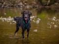 Hundefreunde_Marburg_Welpen_Baby_Junghunde_Treffen_Jung_Hunde_Langhaarcollie_Australian_Shepherd_Mini_American_Puppy_Baby_HemlepFotografie_Fotografin_Hemlep (49)