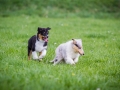 Hundefreunde_Marburg_Welpen_Baby_Junghunde_Treffen_Jung_Hunde_Langhaarcollie_Australian_Shepherd_Mini_American_Puppy_Baby_HemlepFotografie_Fotografin_Hemlep (5)