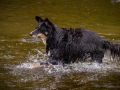 Hundefreunde_Marburg_Welpen_Baby_Junghunde_Treffen_Jung_Hunde_Langhaarcollie_Australian_Shepherd_Mini_American_Puppy_Baby_HemlepFotografie_Fotografin_Hemlep (50)