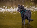 Hundefreunde_Marburg_Welpen_Baby_Junghunde_Treffen_Jung_Hunde_Langhaarcollie_Australian_Shepherd_Mini_American_Puppy_Baby_HemlepFotografie_Fotografin_Hemlep (53)