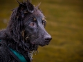 Hundefreunde_Marburg_Welpen_Baby_Junghunde_Treffen_Jung_Hunde_Langhaarcollie_Australian_Shepherd_Mini_American_Puppy_Baby_HemlepFotografie_Fotografin_Hemlep (57)