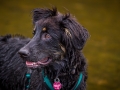 Hundefreunde_Marburg_Welpen_Baby_Junghunde_Treffen_Jung_Hunde_Langhaarcollie_Australian_Shepherd_Mini_American_Puppy_Baby_HemlepFotografie_Fotografin_Hemlep (58)