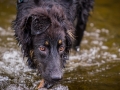 Hundefreunde_Marburg_Welpen_Baby_Junghunde_Treffen_Jung_Hunde_Langhaarcollie_Australian_Shepherd_Mini_American_Puppy_Baby_HemlepFotografie_Fotografin_Hemlep (59)