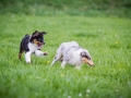 Hundefreunde_Marburg_Welpen_Baby_Junghunde_Treffen_Jung_Hunde_Langhaarcollie_Australian_Shepherd_Mini_American_Puppy_Baby_HemlepFotografie_Fotografin_Hemlep (6)