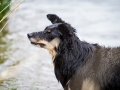 Hundefreunde_Marburg_Welpen_Baby_Junghunde_Treffen_Jung_Hunde_Langhaarcollie_Australian_Shepherd_Mini_American_Puppy_Baby_HemlepFotografie_Fotografin_Hemlep (61)