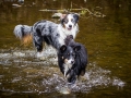 Hundefreunde_Marburg_Welpen_Baby_Junghunde_Treffen_Jung_Hunde_Langhaarcollie_Australian_Shepherd_Mini_American_Puppy_Baby_HemlepFotografie_Fotografin_Hemlep (62)